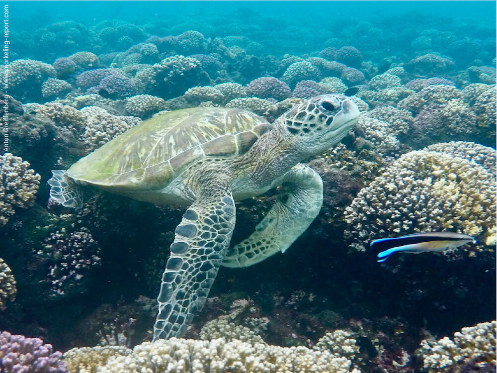 Snorkeling aux Îles Daymaniyat en Groupe